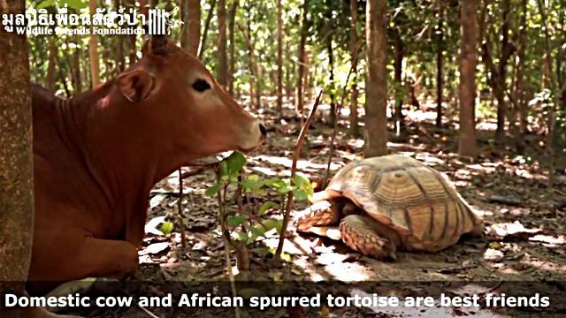 cowntortoise1