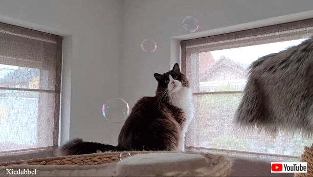 catnipbubbles6_640