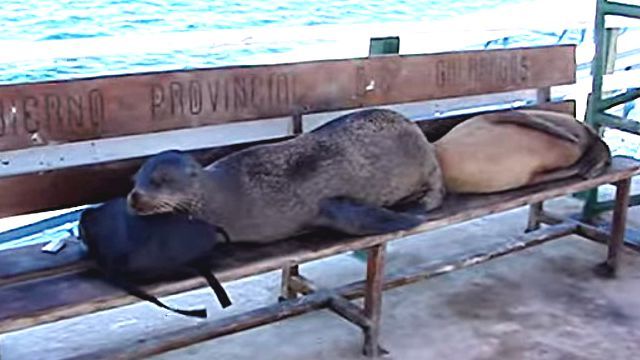 GalapagosSeaLion4