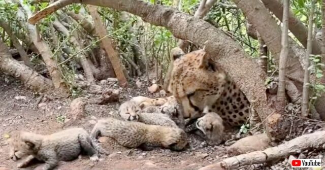 20230107_034136 (4)_batch