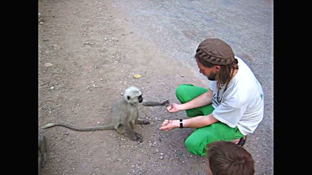 langur3