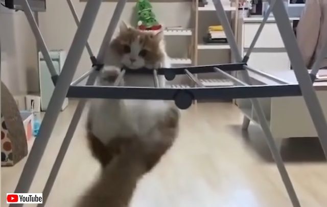 cutedogsncats4_batch