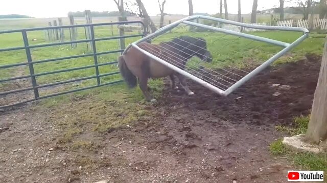 funnyhorses4_640