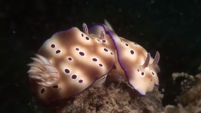 seaslugs2_e