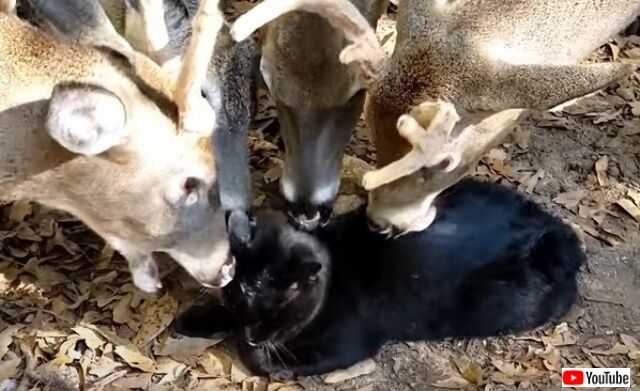 「な、舐めたって美味しくないニャ！」猫氏、鹿の群れに囲まれてペロペロされる。どうやら満更でもなさそうだ。