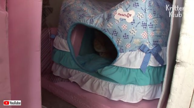deliverycat7_640