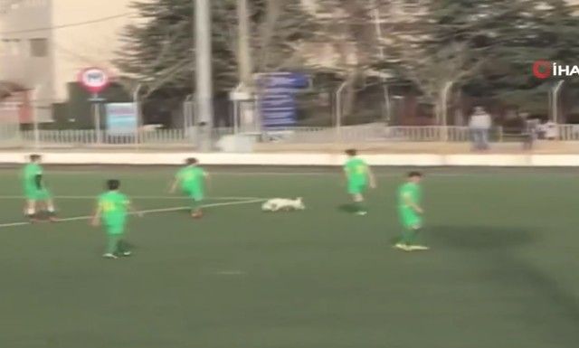 footballdog11_e