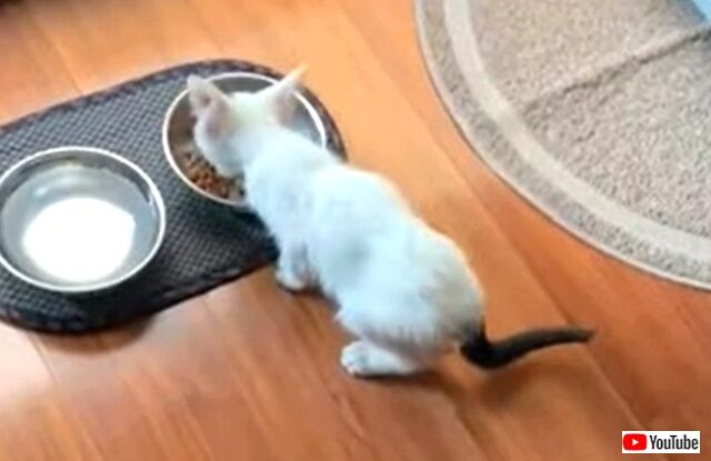 meowing4_640