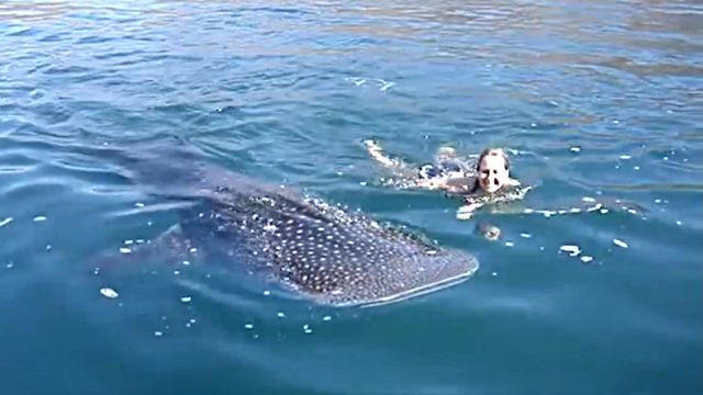 whaleshark3