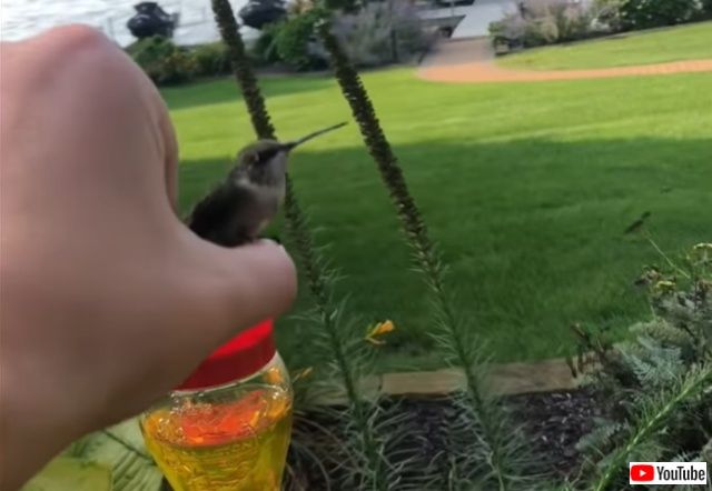 hummingbirdinmyhand3_batch