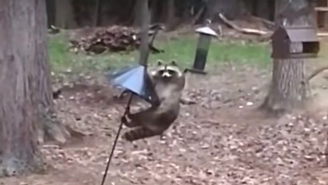 racoonvsbirdfeeder0