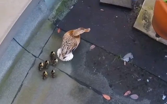 saveducks9_e