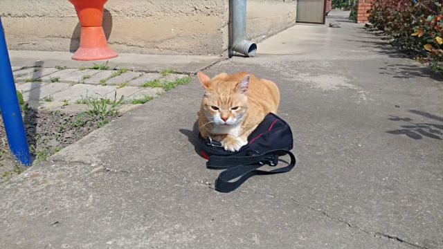 catnbag1