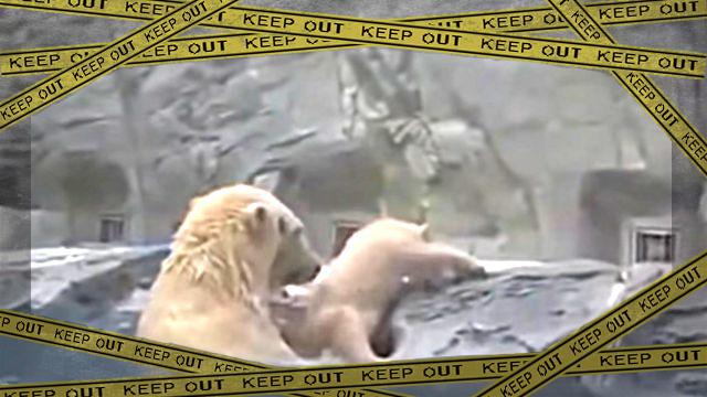 helpanimals3-frame