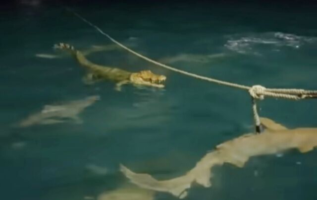 早く離れて！サメの群れに囲まれたイリエワニ、ガブリ！と襲われるも九死に一生を得る