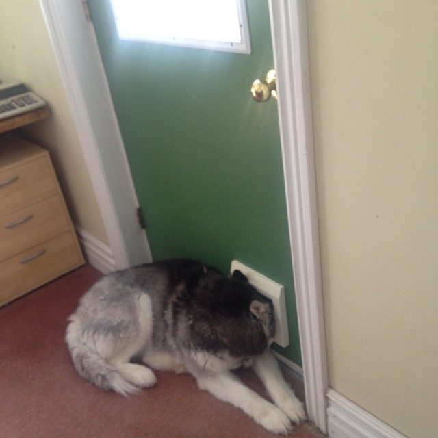 dog-3