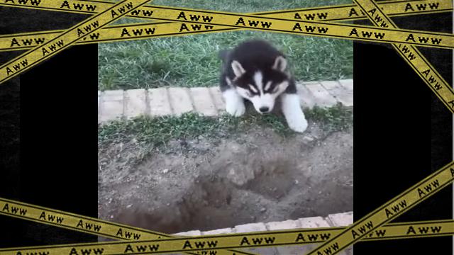 husky-f [www-frame