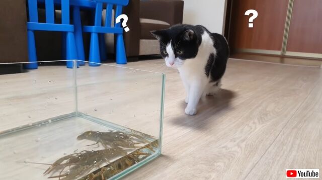 crayfish2_640