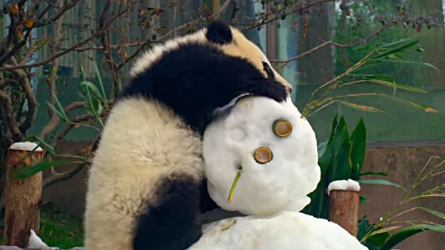cutepadas1
