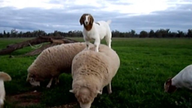 goatsnsheep17_e