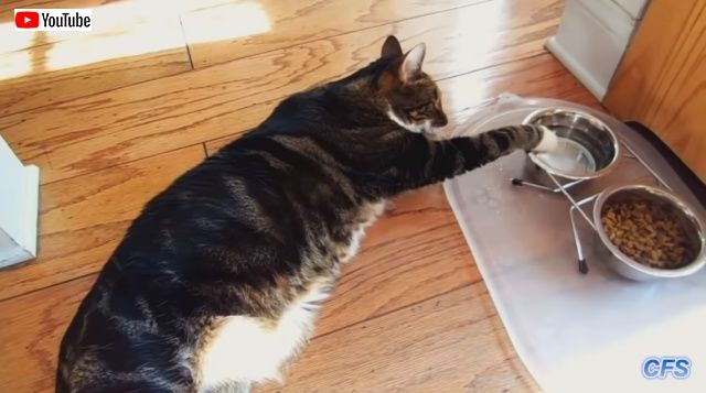 drinkingcat1_640