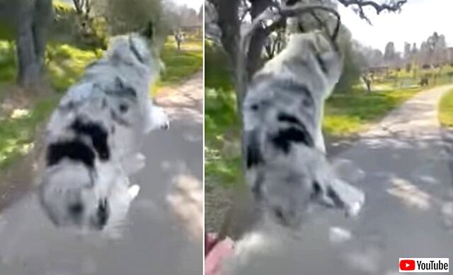 happydog4_640