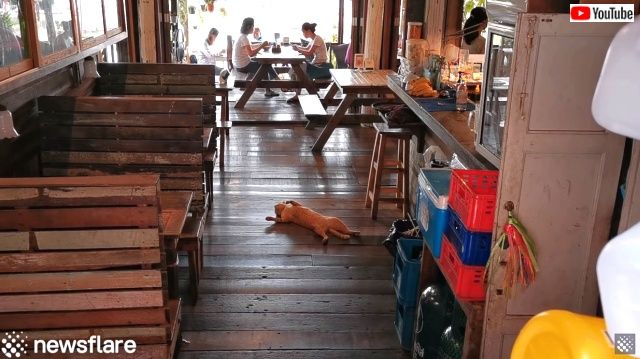 lazysleepingcat1_640