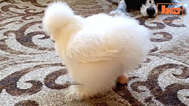 chickennchihuahua5