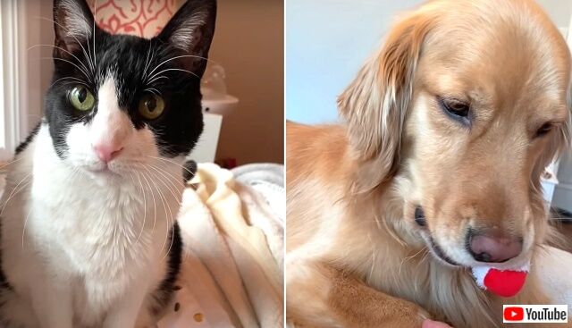 猫と犬の間にも「そのボールちょうだい！」などとオモチャを巡るあれこれな葛藤があるらしい