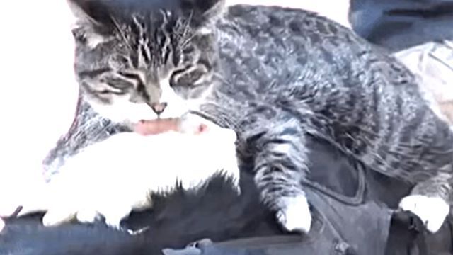 catsnmice4