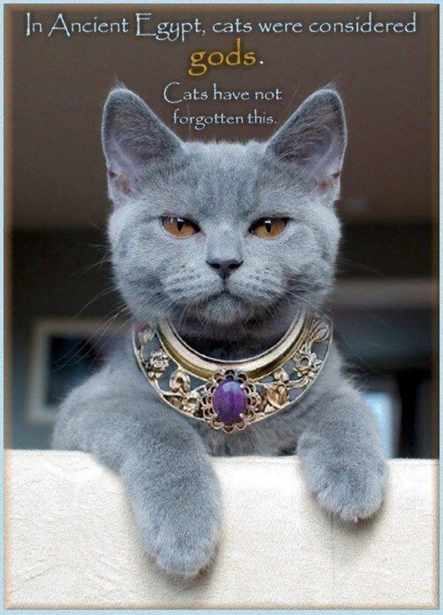 animalfacts15_e