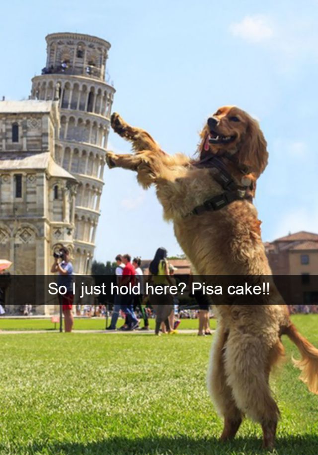 hilarious-dog-snapchats4_e_e