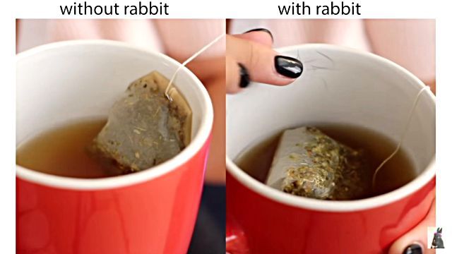 lifewithrabbit5