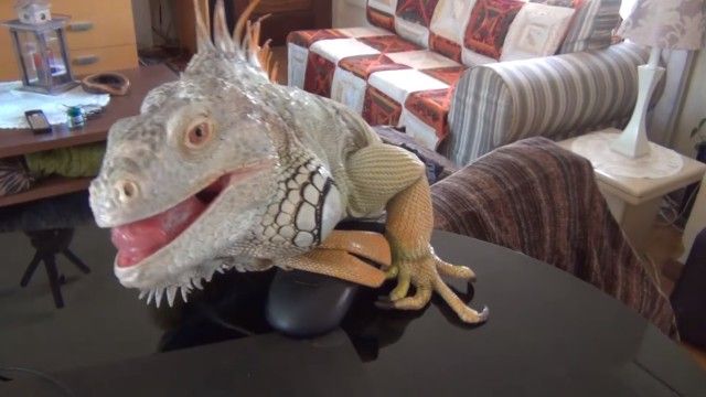 iguana3_e