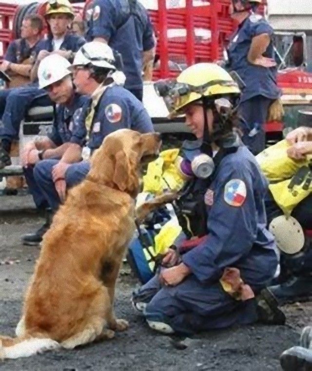 911dogs8_e
