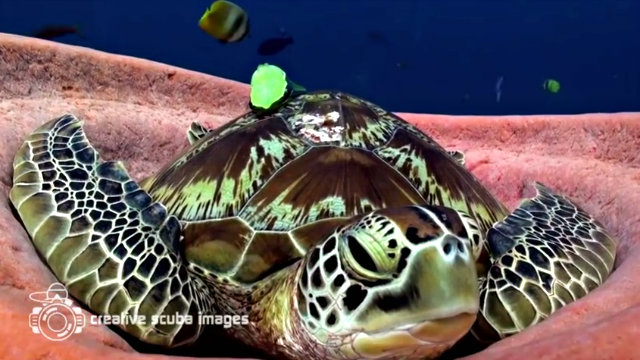 seaturtle3