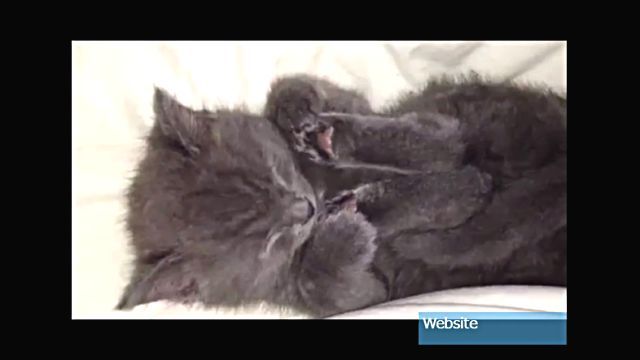 sleepingcat9