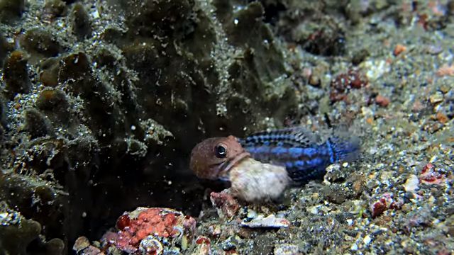 jawfish2