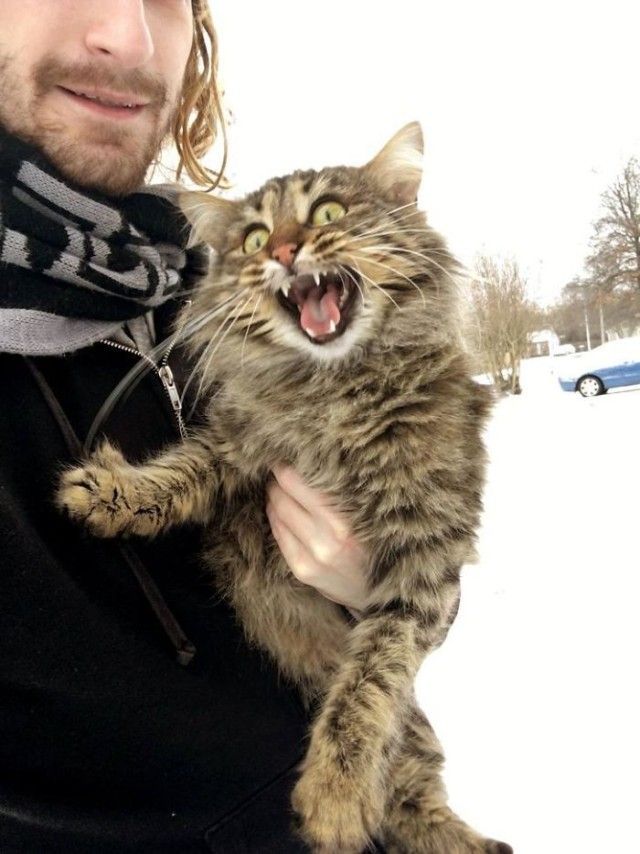funny-animals-first-snow-cats-dogs18_e