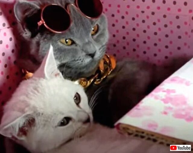 mostromanticcats7_640