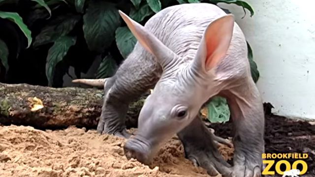 Aardvark3