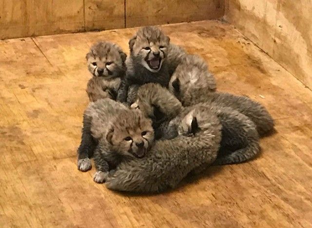 cheetah-eight-cubs-st-louis-zoo-2-5a4f6fca88669__700_e