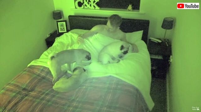 pugs3_640