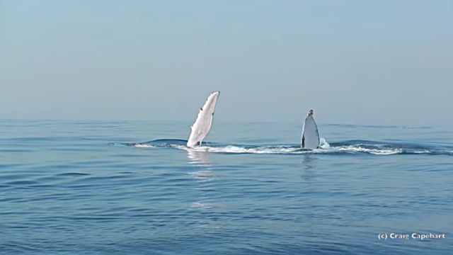 Humpback8