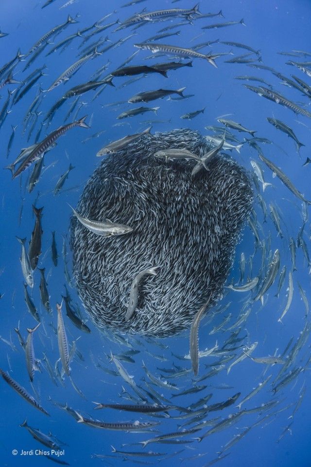 wildlife-photographer-of-the-year-41