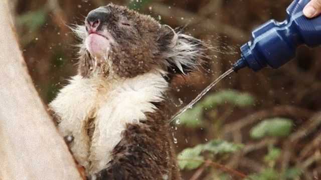 koala-1_e