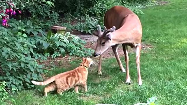 deercat0