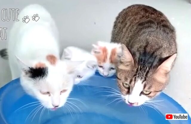 momnkittens2_640