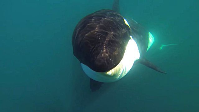 killerwhale4