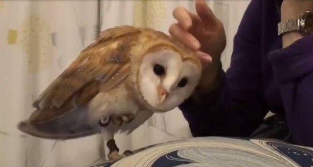 owlpetting1_e